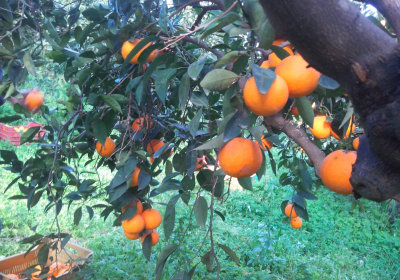 Agenzia/operatore Turistico Azienda Agricola Pagano